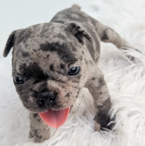Perros Bulldog Francés en venta