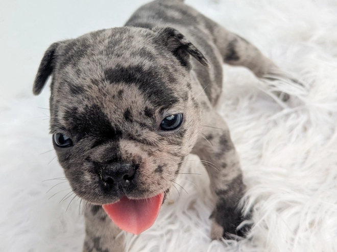 Perros Bulldog Francés en venta