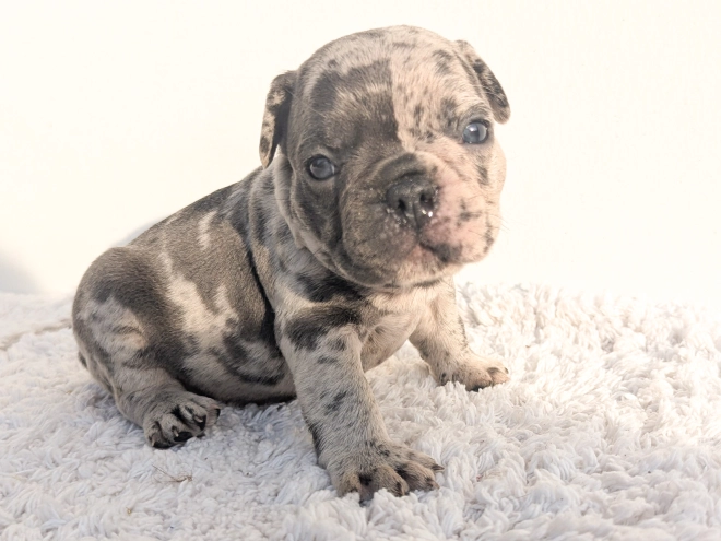 French Bulldog puppy for sale