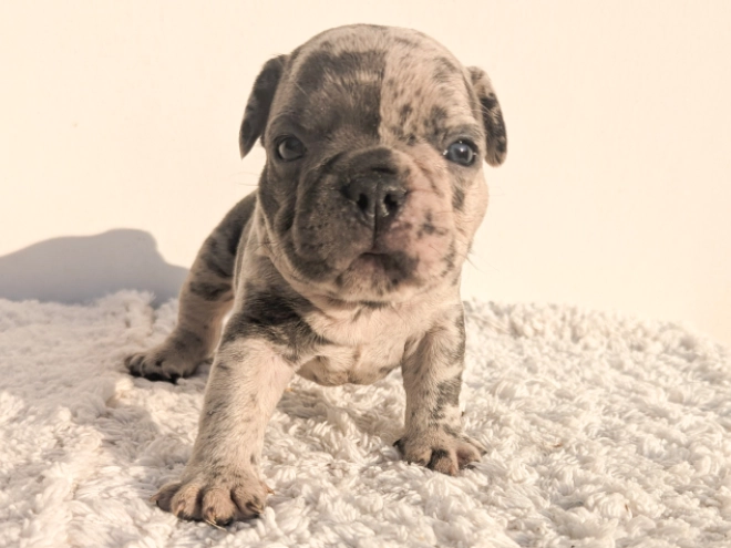French Bulldog puppy for sale