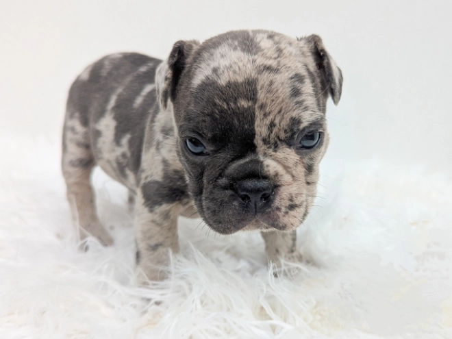 French Bulldog puppy for sale
