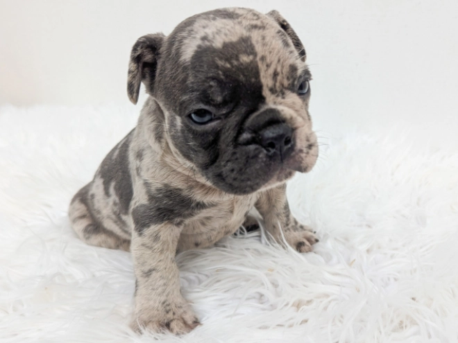 French Bulldog puppy for sale