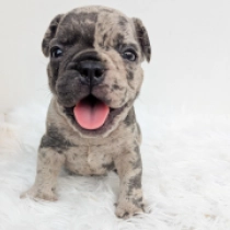 Beaufort, merle Französische Bulldogge Welpen kaufen