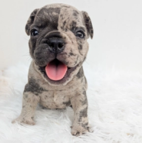 Perros Bulldog Francés en venta