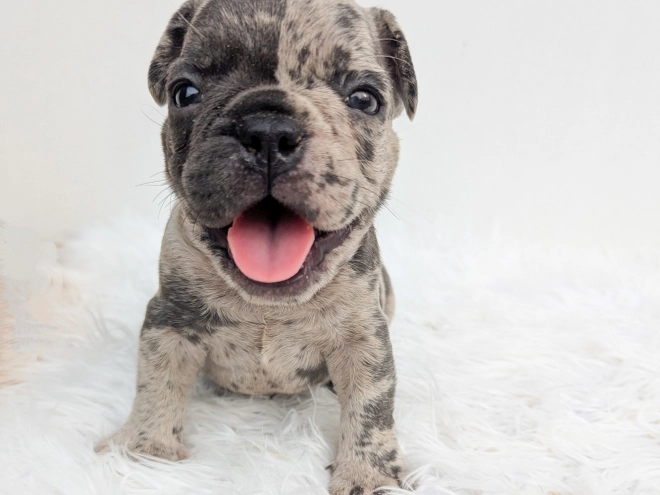 French Bulldog puppy for sale