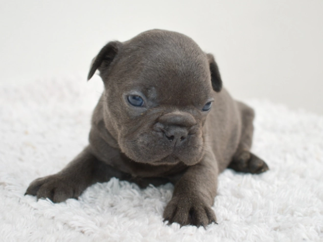 Französische Bulldogge Welpe kaufen