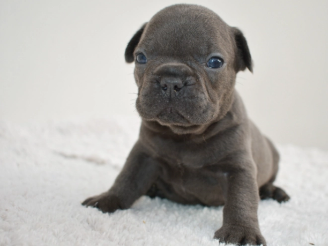 Französische Bulldogge Welpe kaufen