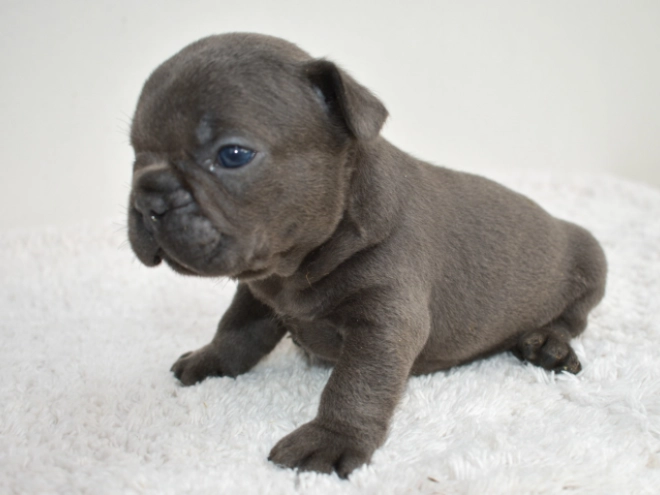 Französische Bulldogge Welpe kaufen