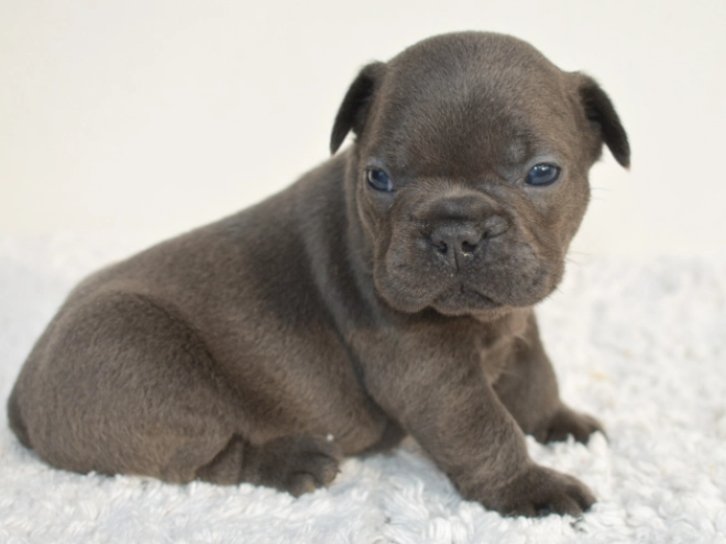 Französische Bulldogge Welpe kaufen
