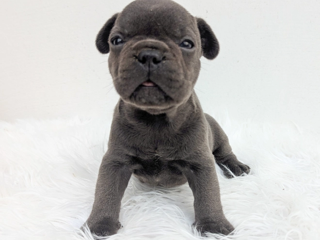 Französische Bulldogge Welpe kaufen