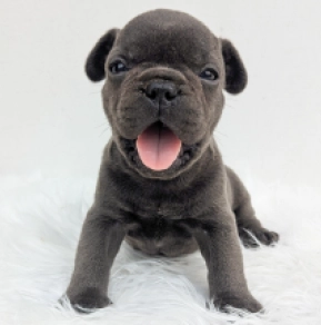 Perros Bulldog Francés en venta
