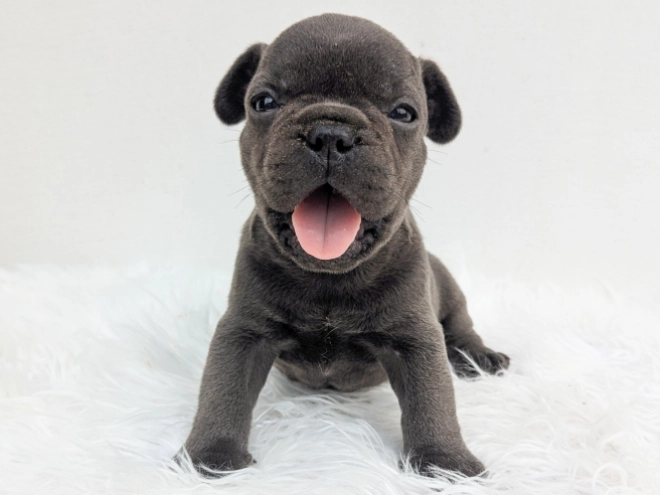 Französische Bulldogge Welpe kaufen