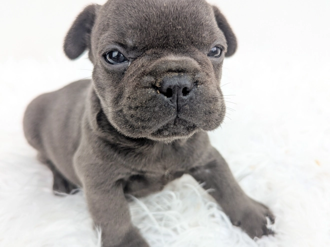 Französische Bulldogge Welpe kaufen