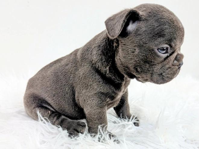 Französische Bulldogge Welpe kaufen