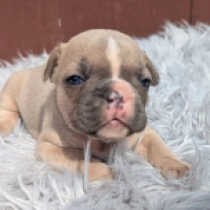 Gina, blue fawn Französische Bulldogge Welpen kaufen