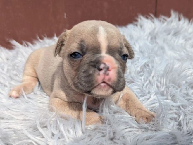 French Bulldog puppy for sale