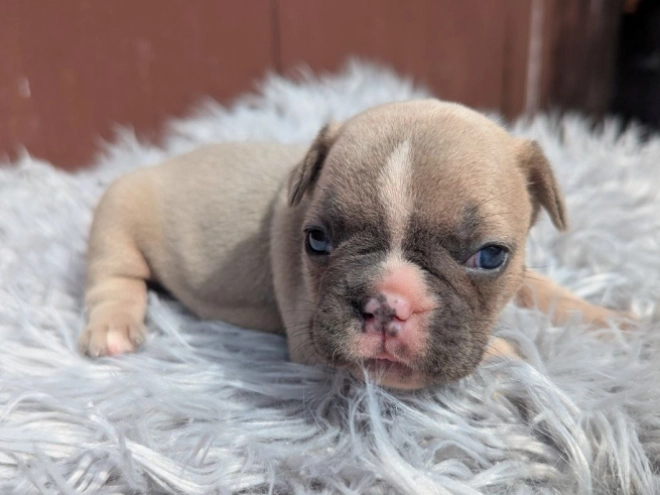 Französische Bulldogge Welpe kaufen
