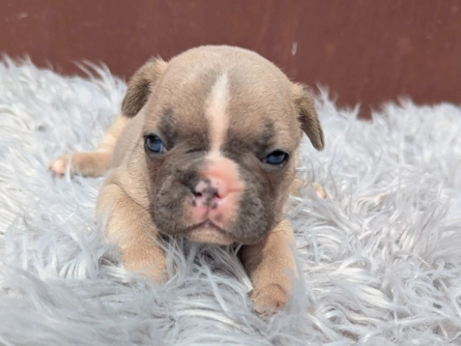 Französische Bulldogge Welpe kaufen