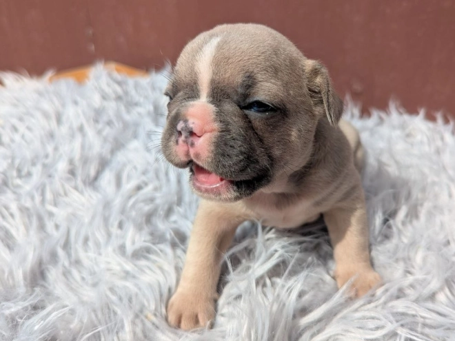 French Bulldog puppy for sale