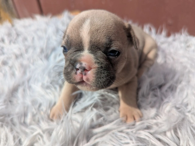 Französische Bulldogge Welpe kaufen