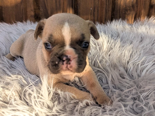 French Bulldog puppy for sale