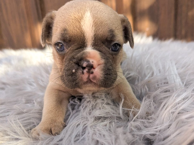 French Bulldog puppy for sale