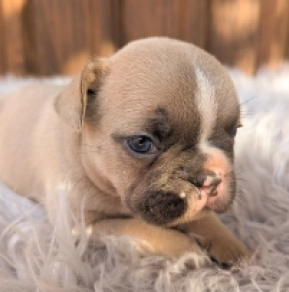 Perros Bulldog Francés en venta