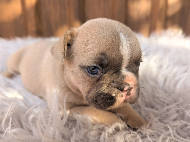 French Bulldog puppy for sale
