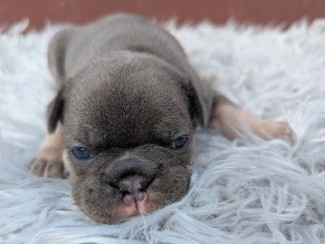 Perros Bulldog Francés en venta