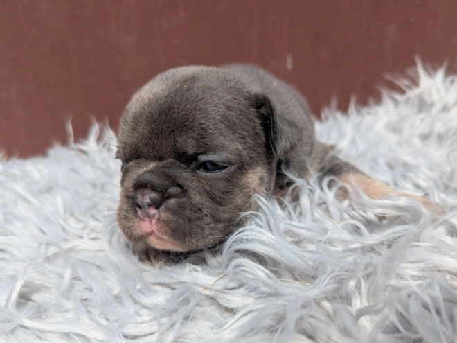 Perros Bulldog Francés en venta