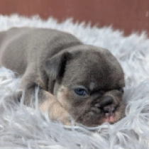 Greta, blue and tan Französische Bulldogge Welpen kaufen