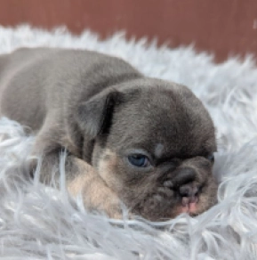 Französische Bulldogge Welpe kaufen