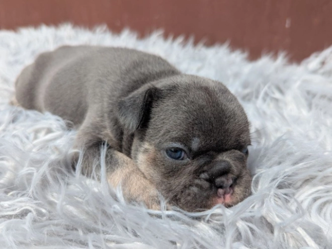 Perros Bulldog Francés en venta