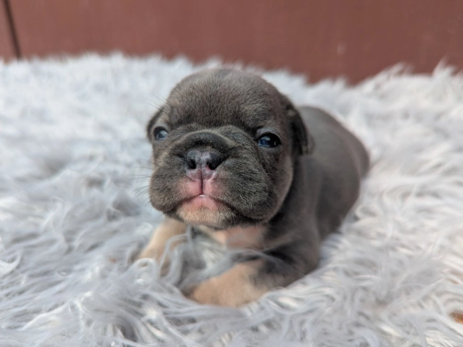 Perros Bulldog Francés en venta