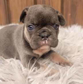 Perros Bulldog Francés en venta