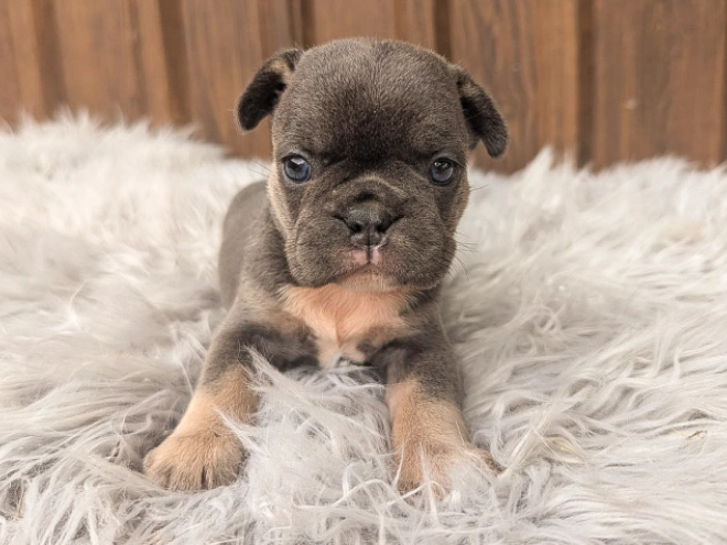 Perros Bulldog Francés en venta