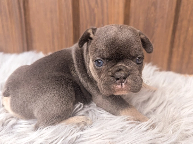 Perros Bulldog Francés en venta