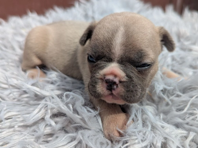 French Bulldog puppy for sale