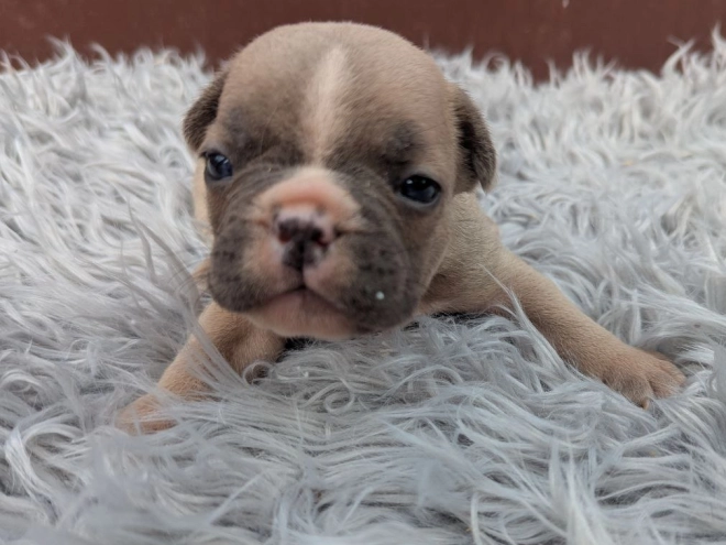 French Bulldog puppy for sale