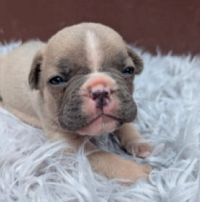 Französische Bulldogge Welpe kaufen