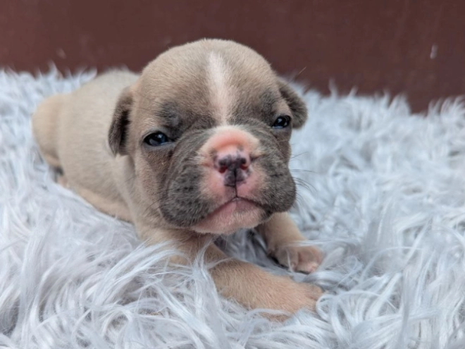 French Bulldog puppy for sale