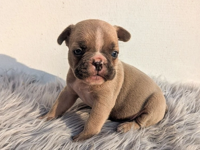 French Bulldog puppy for sale