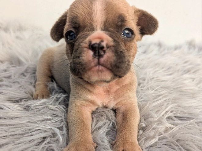 French Bulldog puppy for sale