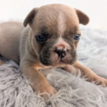 David, blue fawn French Bulldog for sale