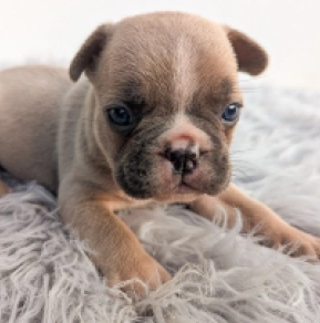 Perros Bulldog Francés en venta
