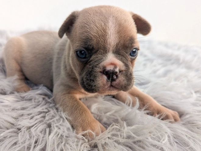French Bulldog puppy for sale