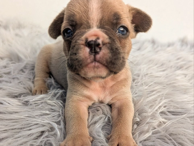 French Bulldog puppy for sale