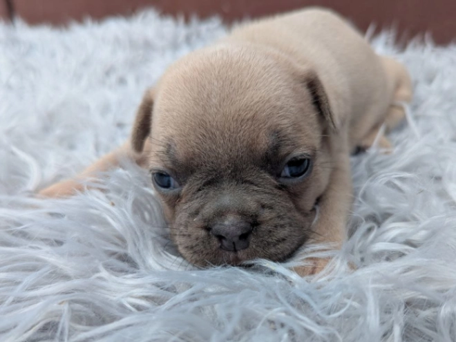 Perros Bulldog Francés en venta