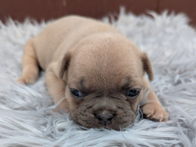 Perros Bulldog Francés en venta