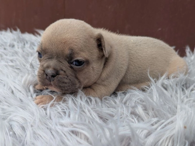 Französische Bulldogge Welpe kaufen